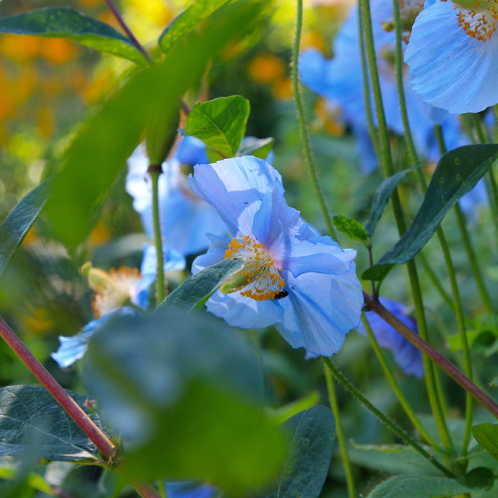 Sinivaleunikko - Meconopsis betonicifolia