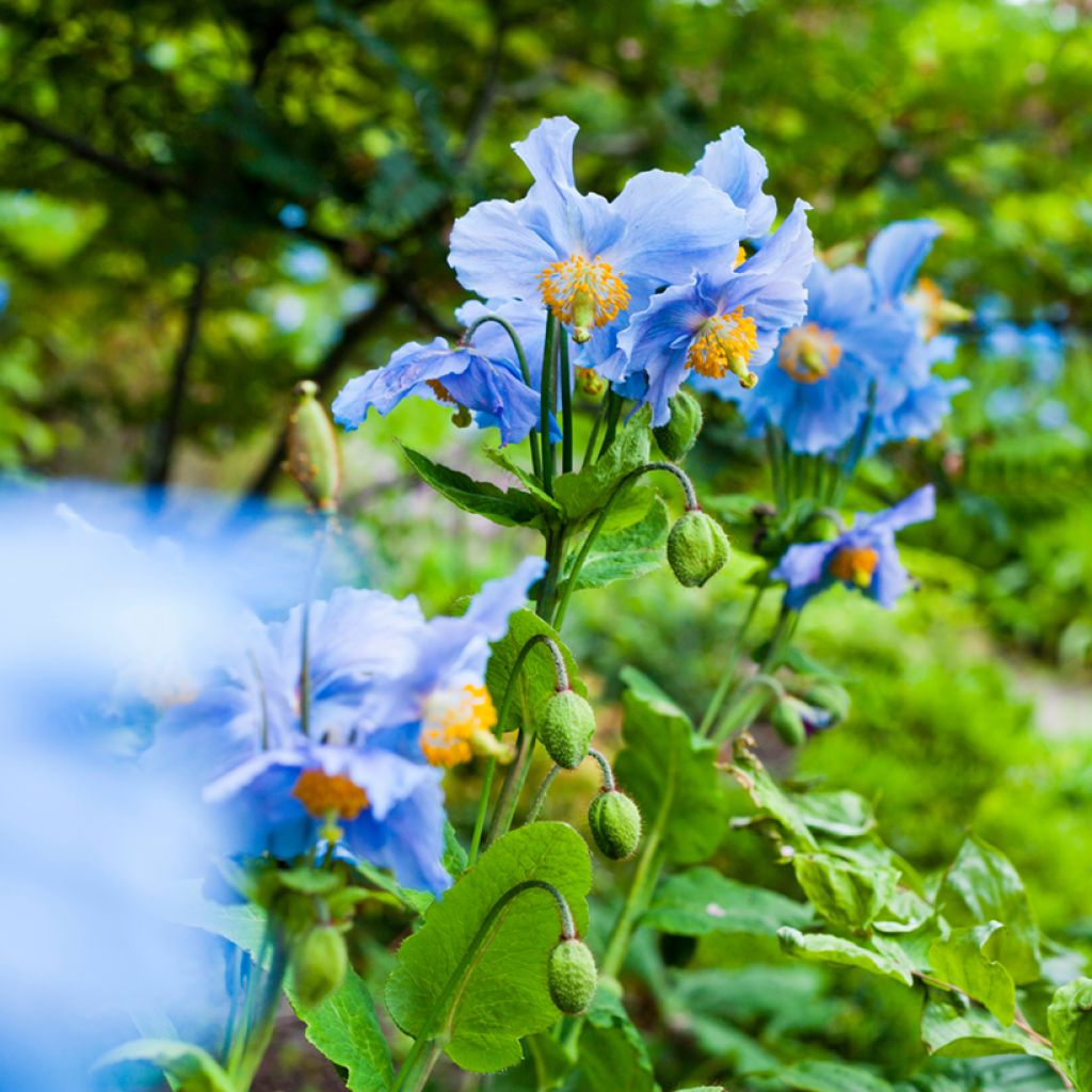 Sinivaleunikko - Meconopsis betonicifolia