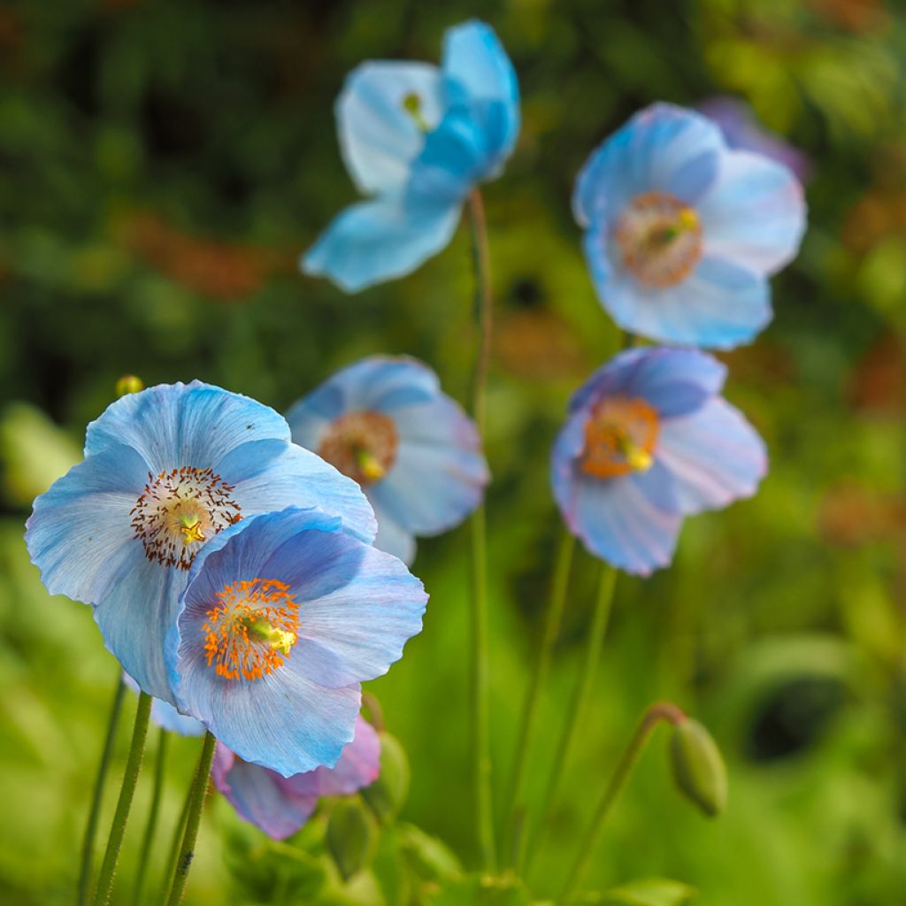 Sinivaleunikko - Meconopsis betonicifolia