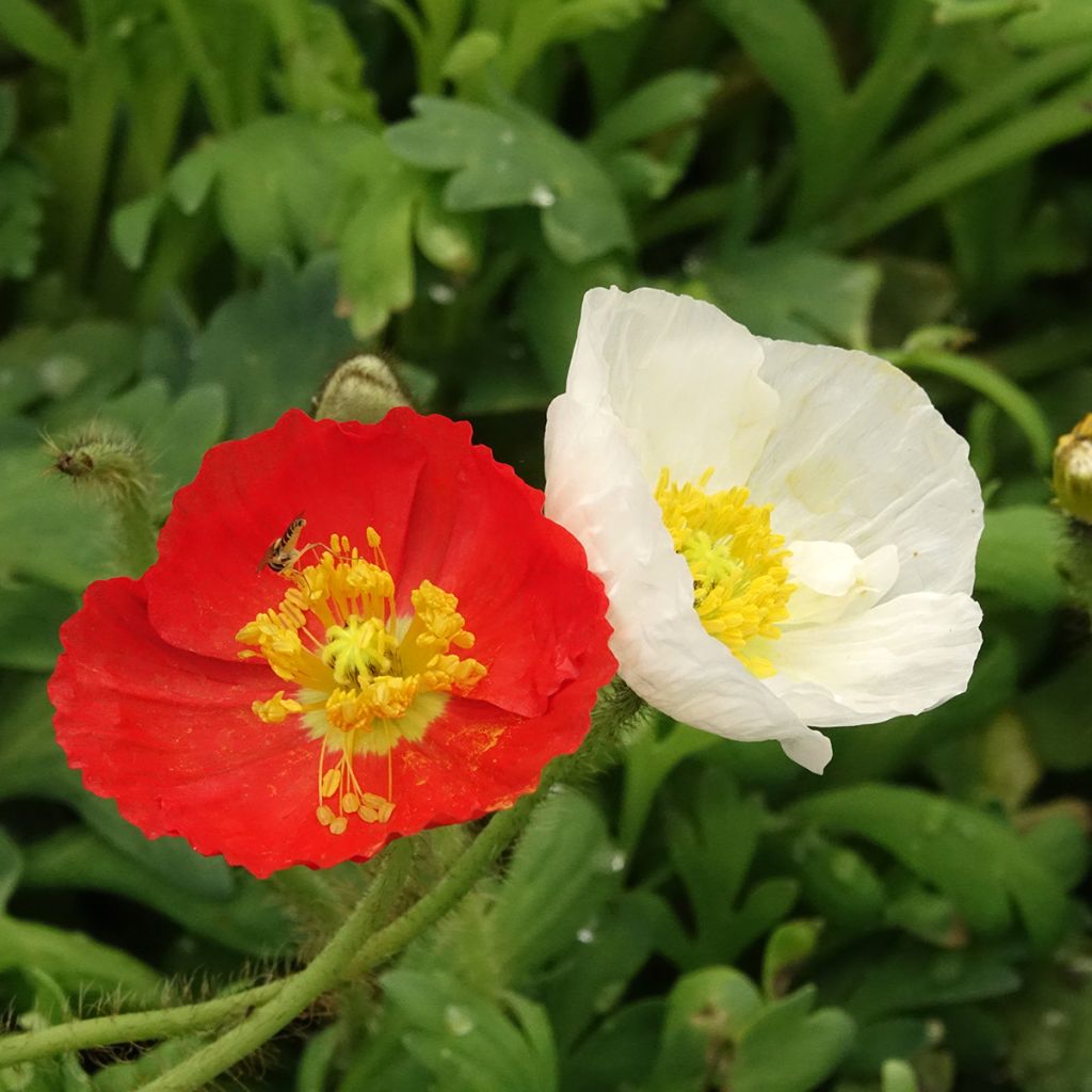Helounikko Gartenzwerg