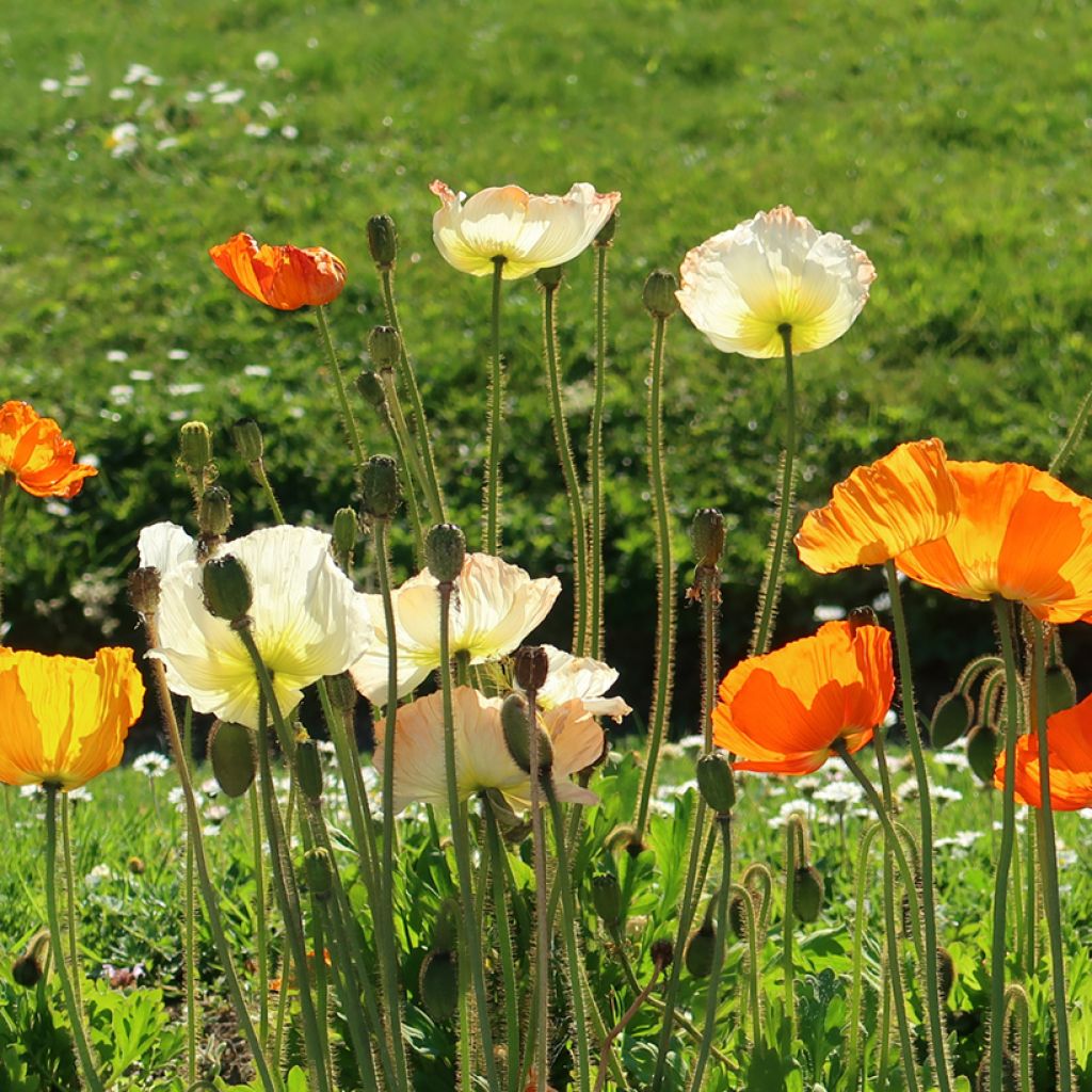 Helounikko Gartenzwerg