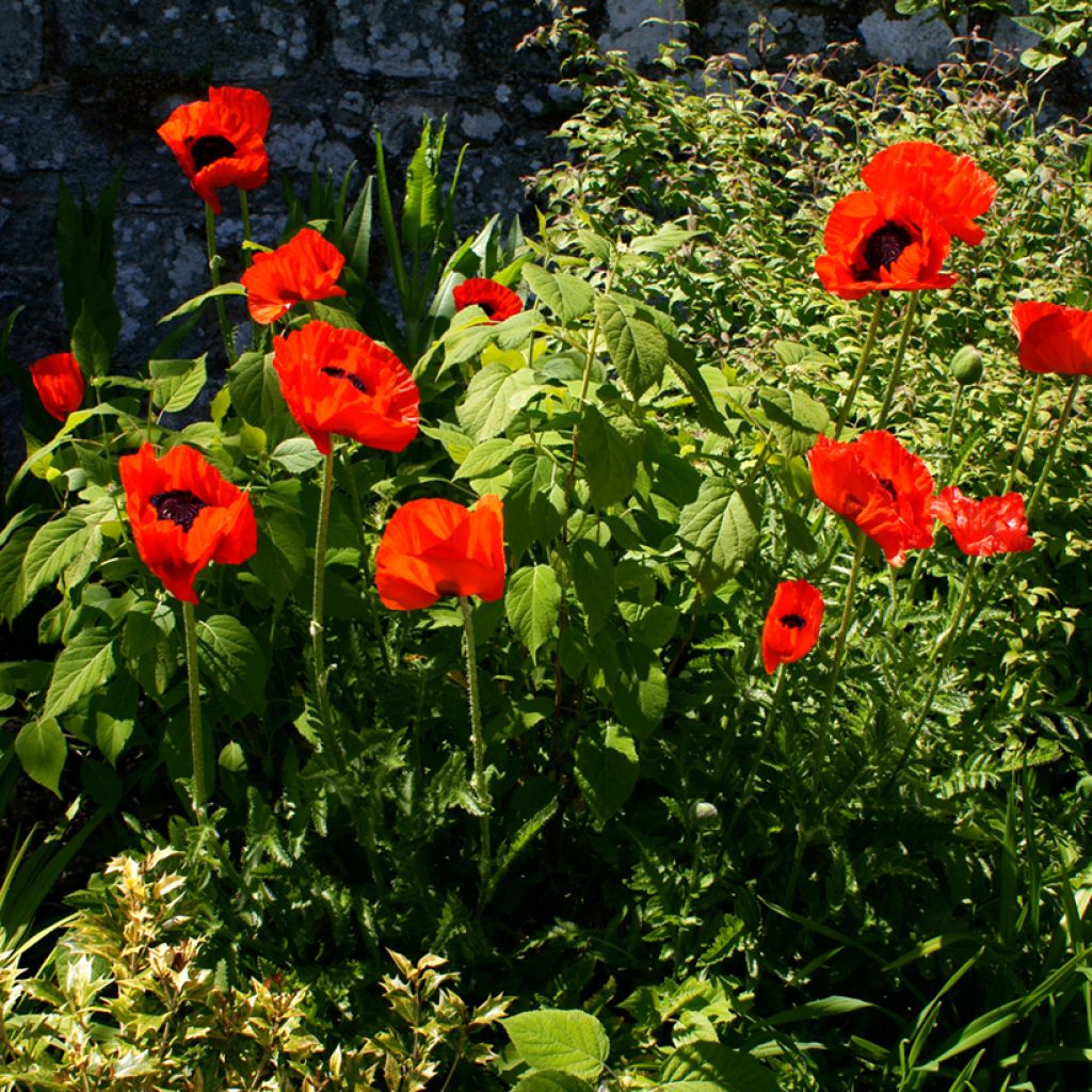 Idänuniko Beauty of Livermere