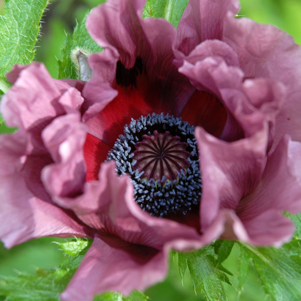 Idänuniko Patty's Plum