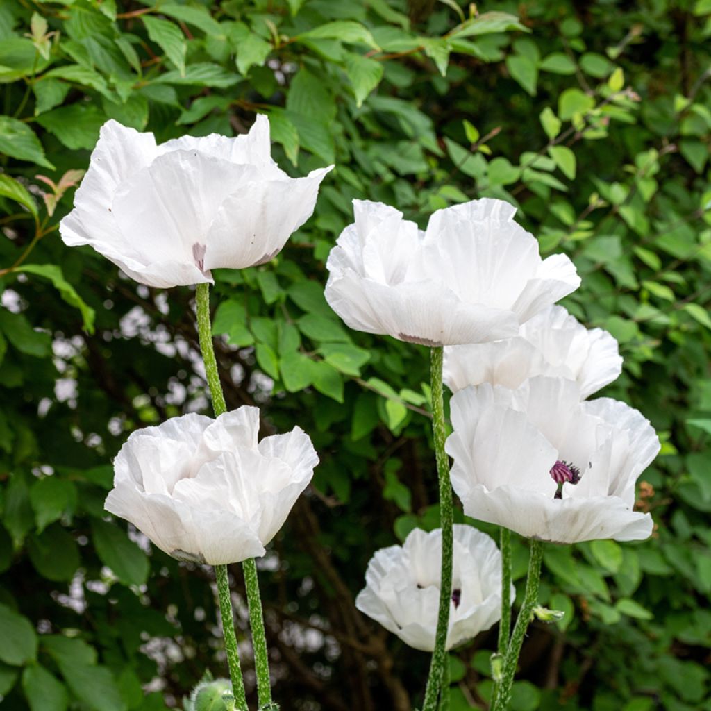 Idänuniko Perry's White