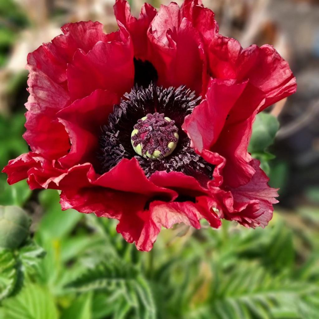 Idänuniko Red Rumble