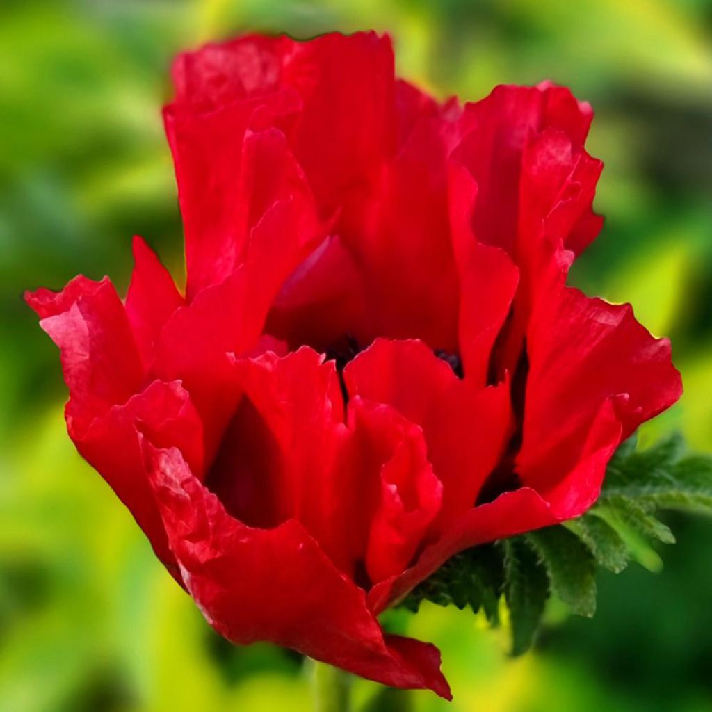 Idänuniko Red Rumble