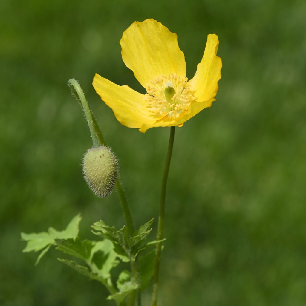 Englanninunikko - Meconopsis cambrica