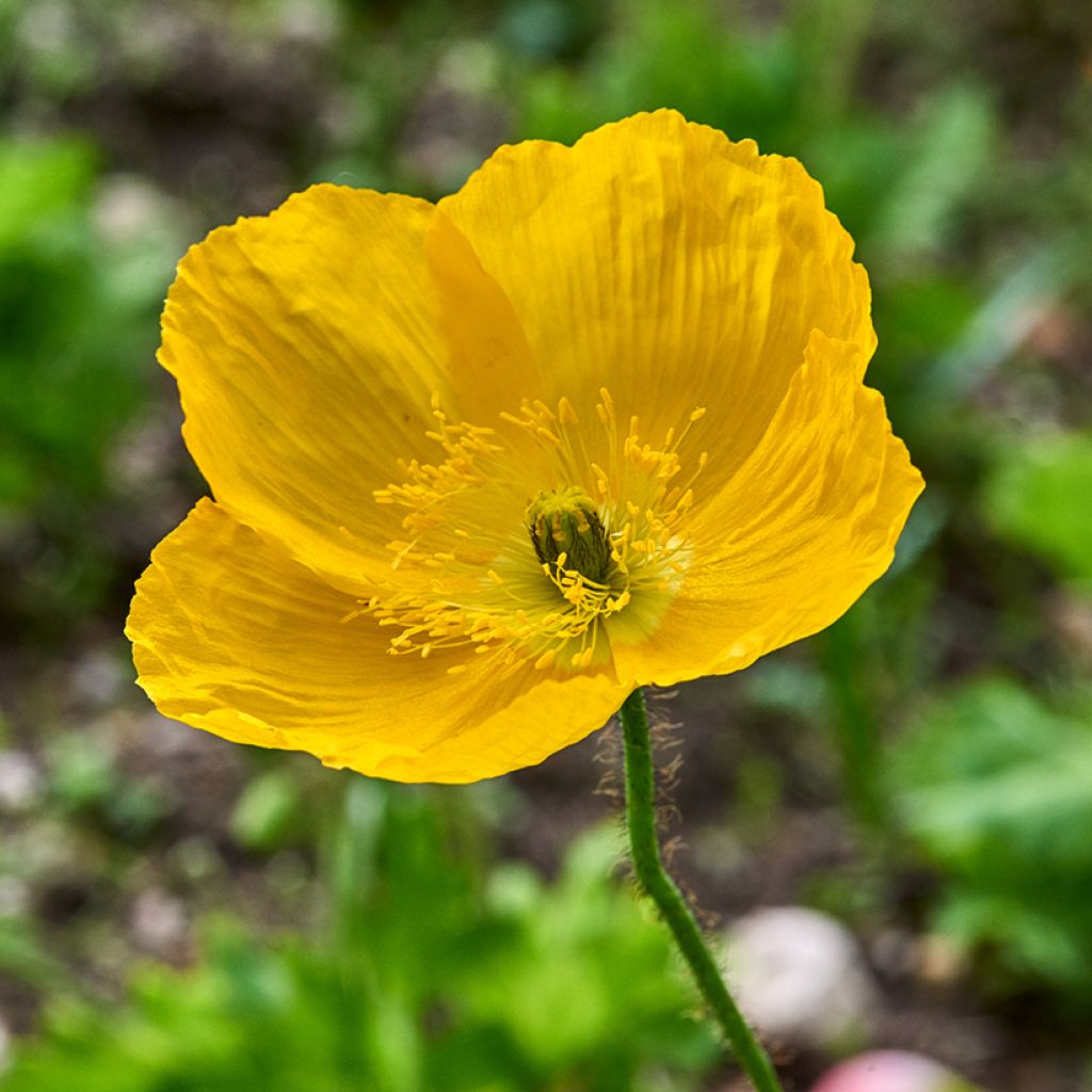 Englanninunikko - Meconopsis cambrica