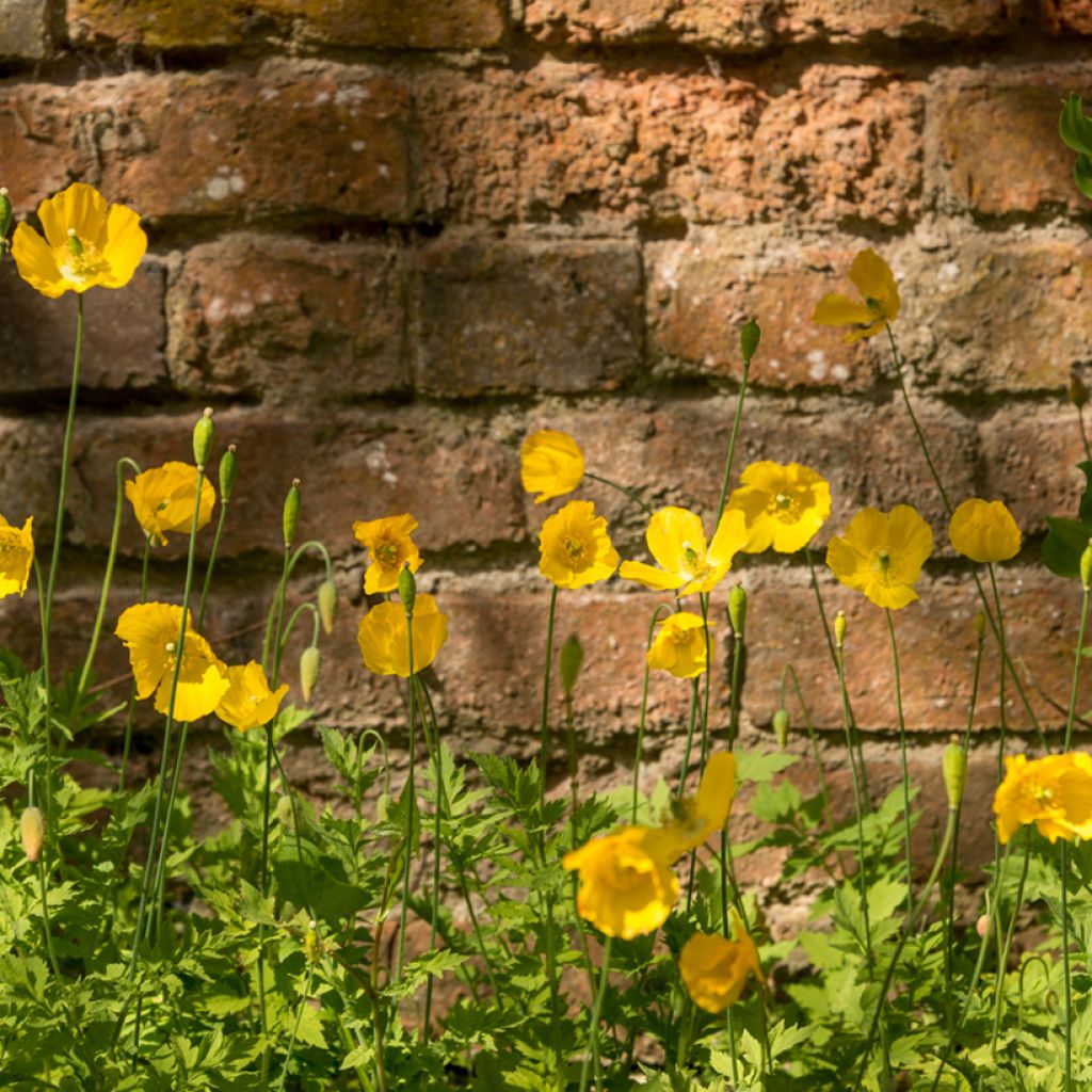 Englanninunikko - Meconopsis cambrica