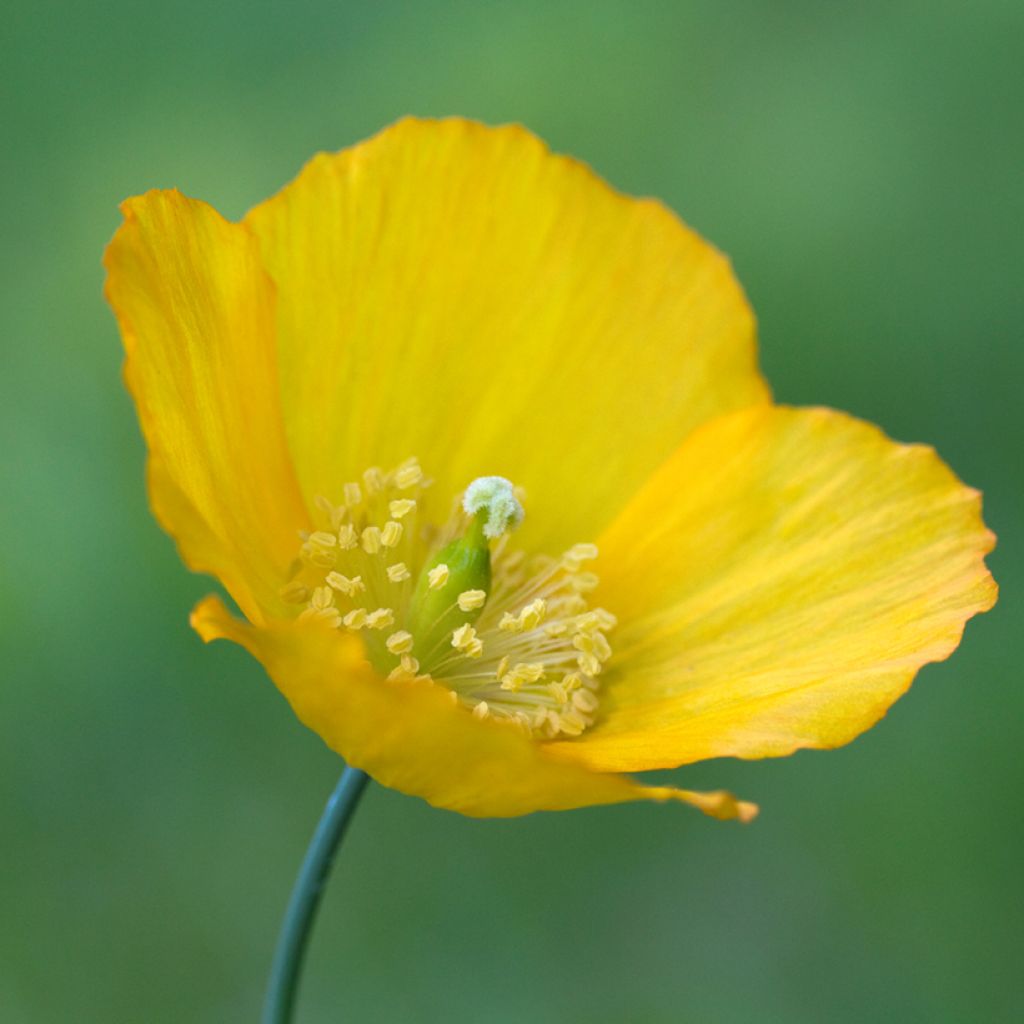 Englanninunikko - Meconopsis cambrica