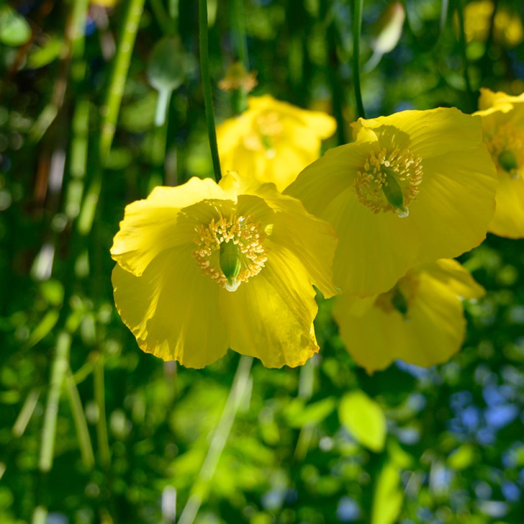 Englanninunikko - Meconopsis cambrica