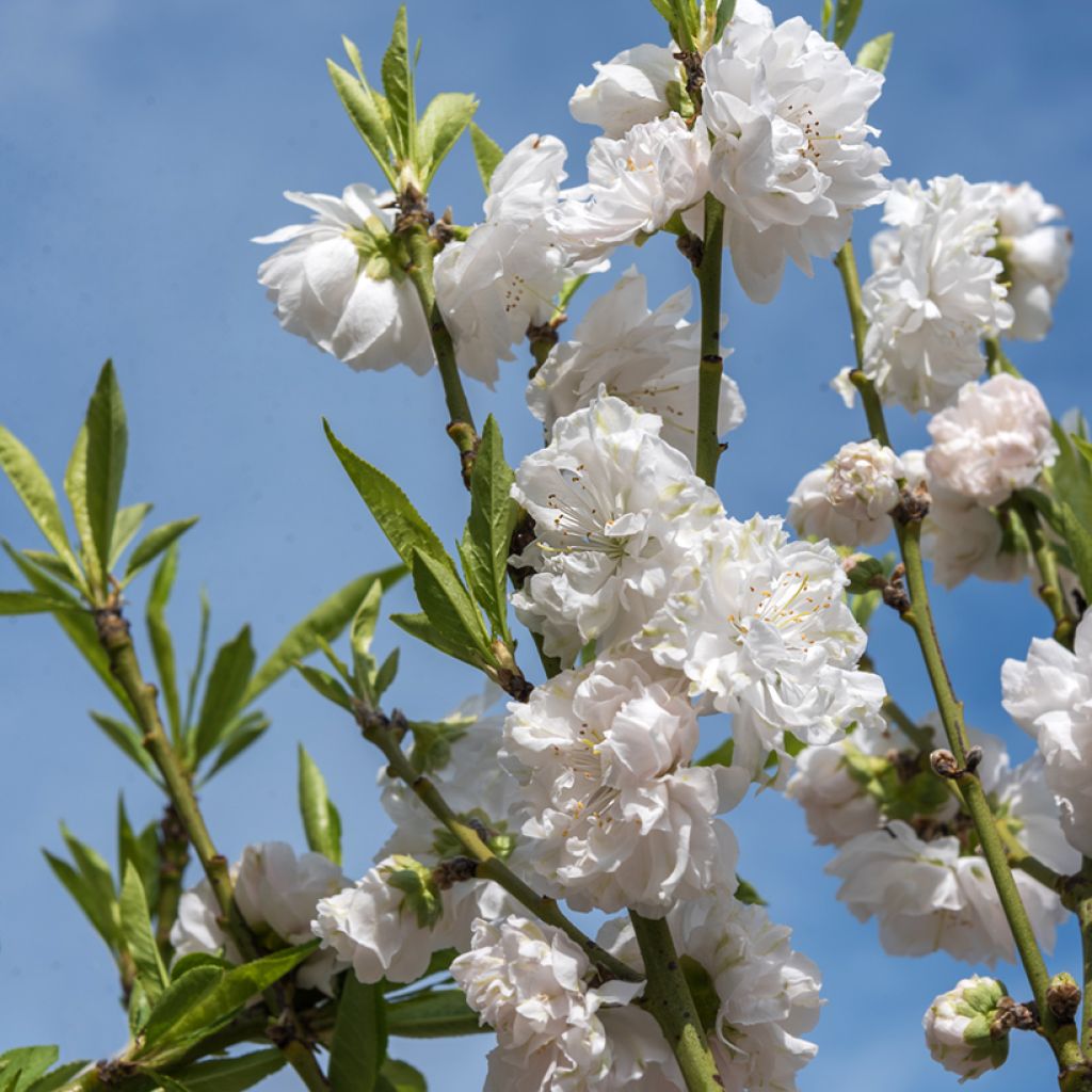 Persikka Taoflora White