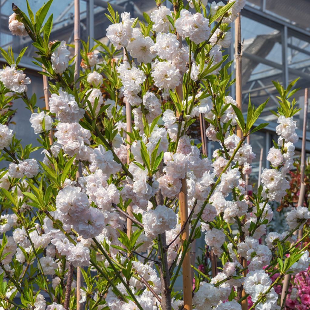 Persikka Taoflora White