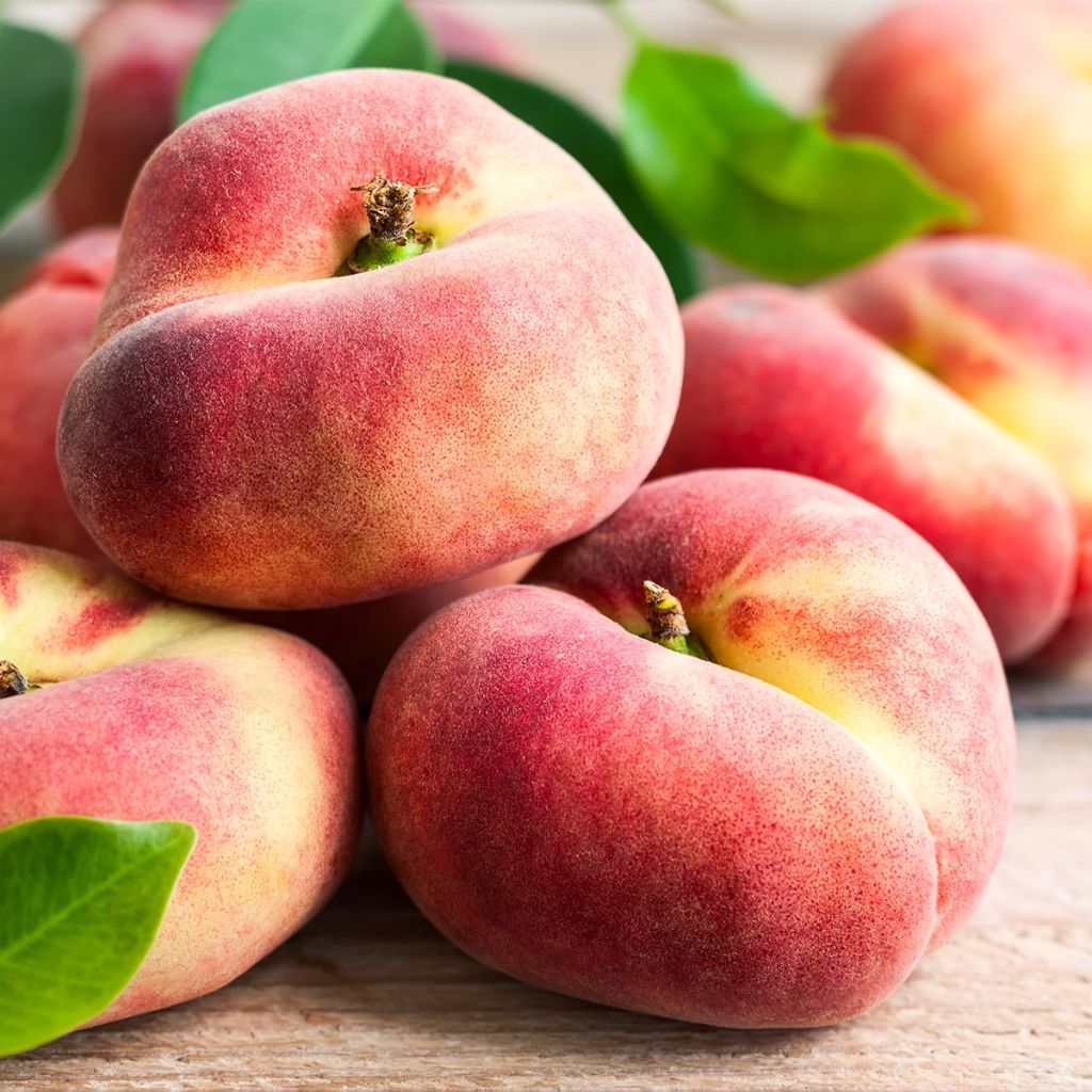 Persikka Fruit Me Peach Me Donut