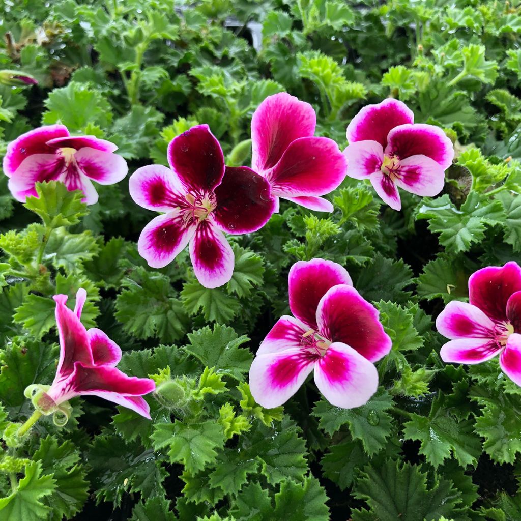 Enkelipelargoni Angel's Perfume