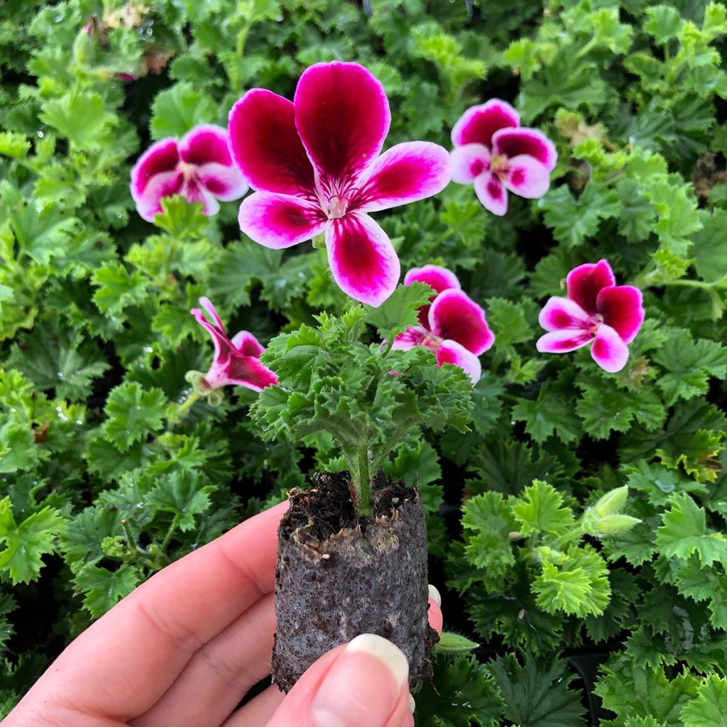 Enkelipelargoni Angel's Perfume
