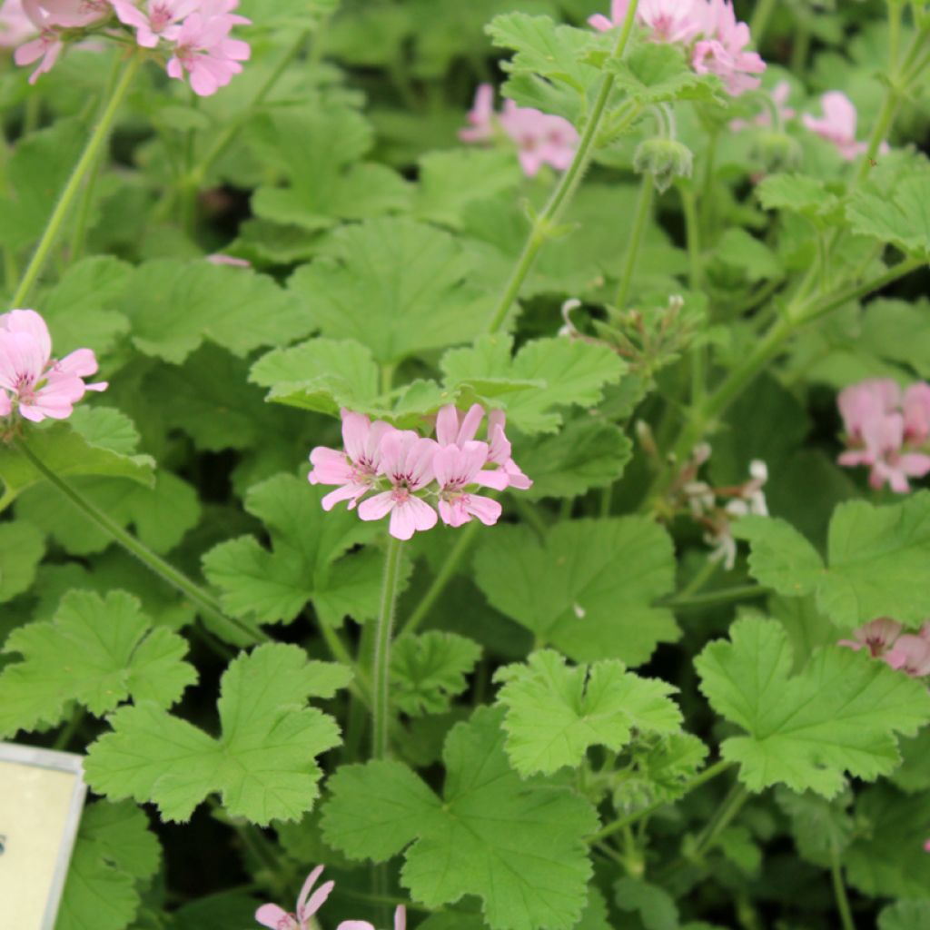 Tuoksupelargoni Attar of Roses