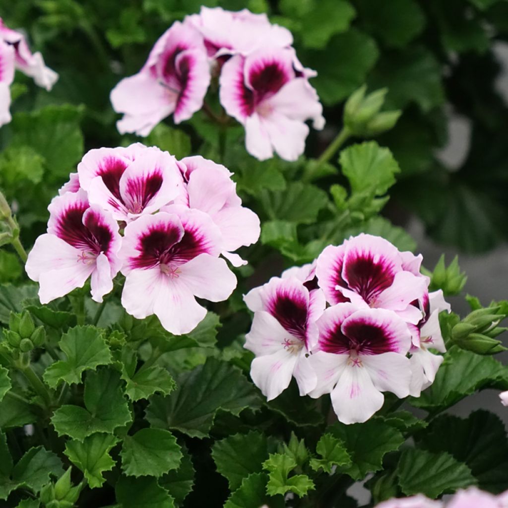 Tuoksupelargoni Mosquitaway Lizzy