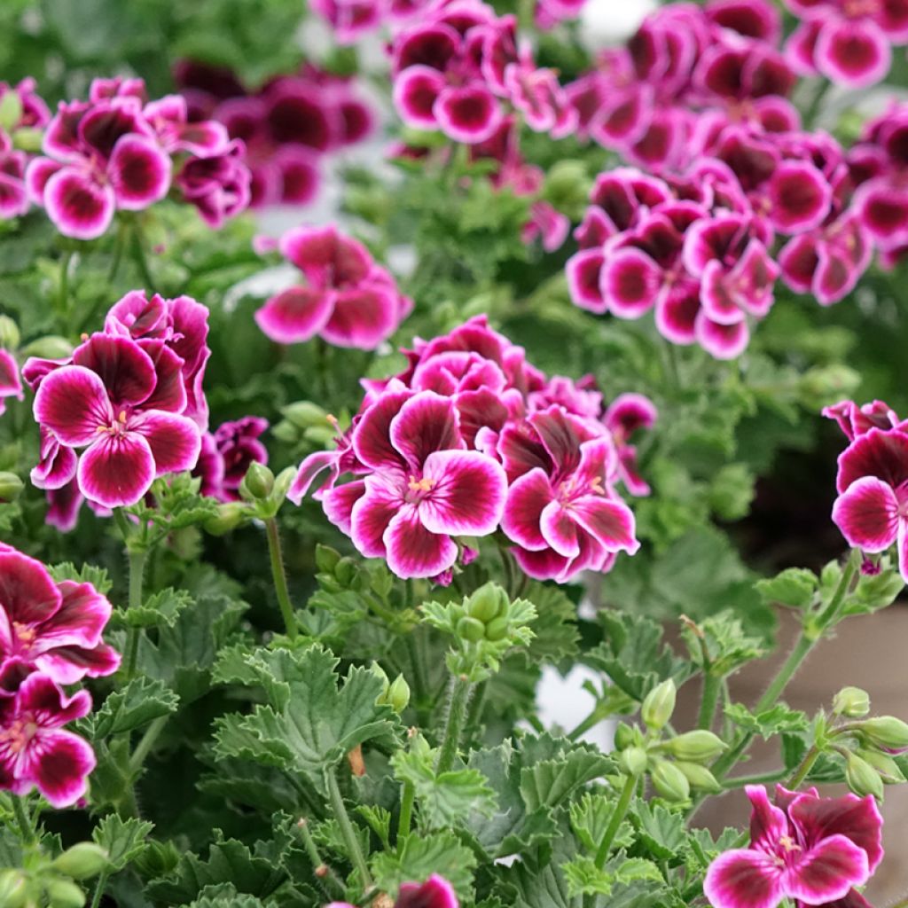 Enkelipelargoni Mosquitaway Megan