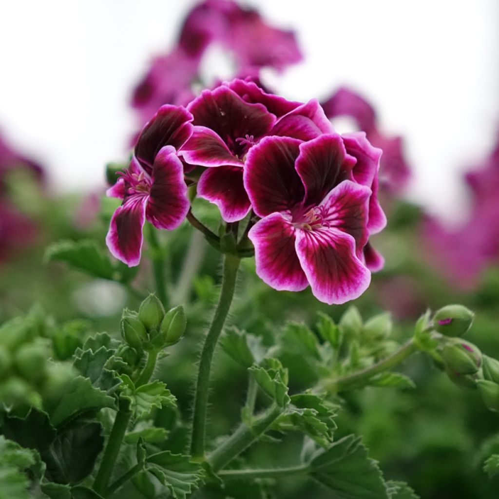 Enkelipelargoni Mosquitaway Megan