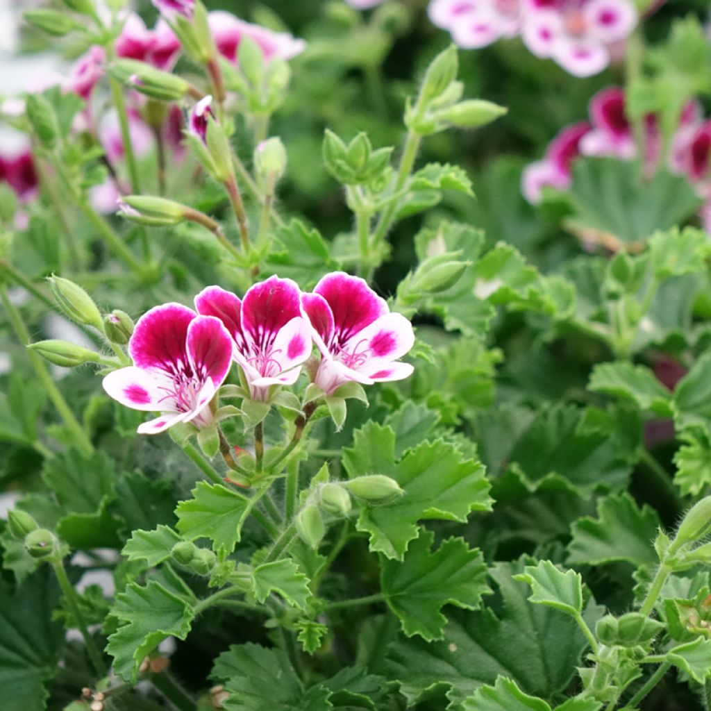 Enkelipelargoni Mosquitaway Nova