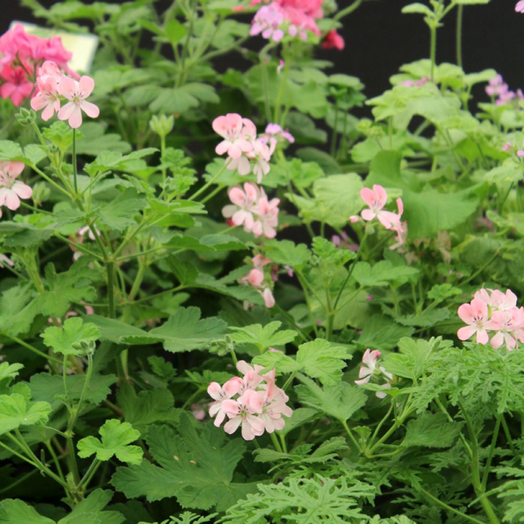 Tuoksupelargoni weet Mimosa