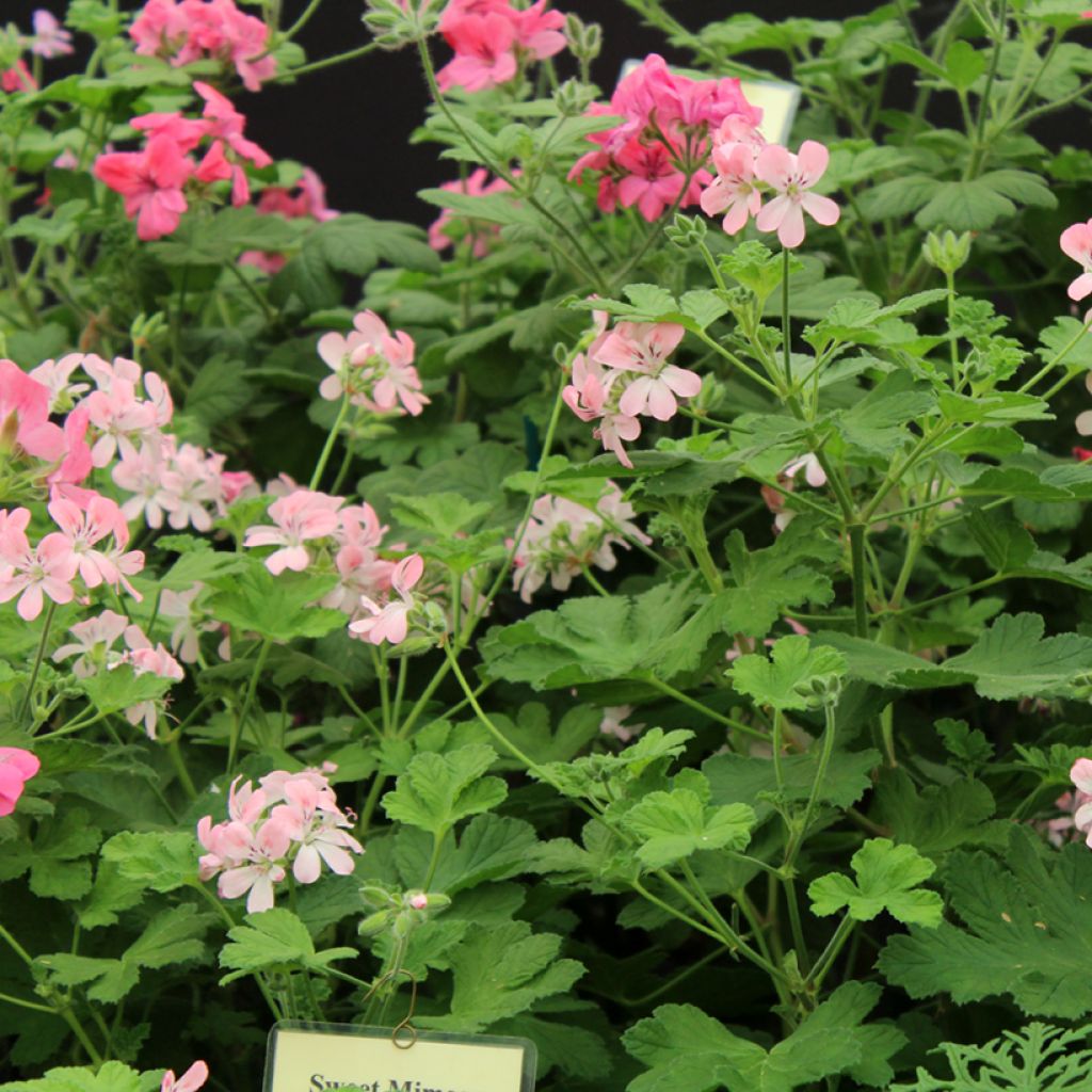 Tuoksupelargoni weet Mimosa