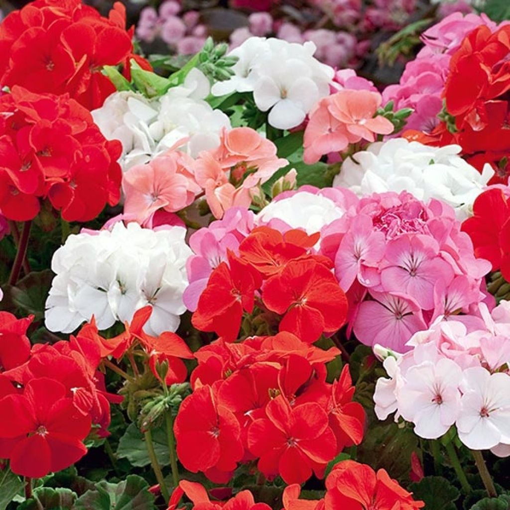 Vyöhykepelargoni Inspire Mix