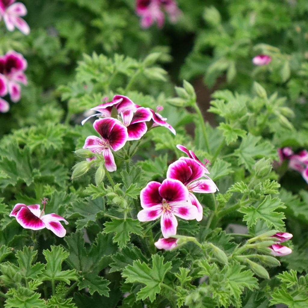 Enkelipelargoni Mosquitaway Eva