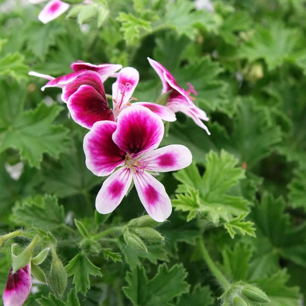 Enkelipelargoni Mosquitaway Eva