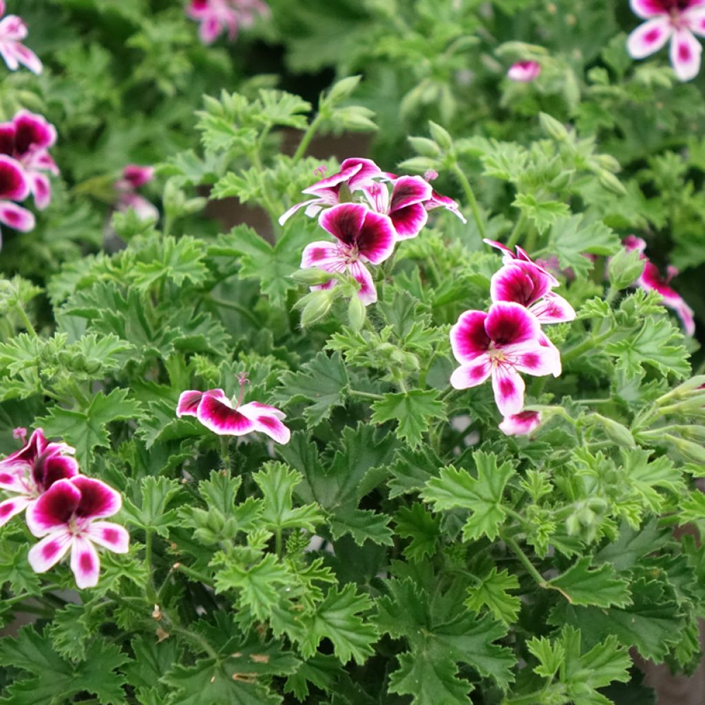 Enkelipelargoni Mosquitaway Eva