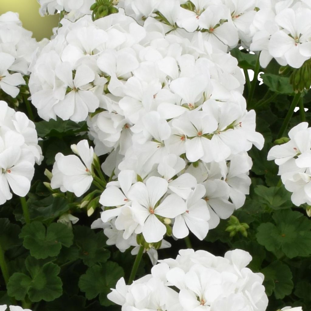Enkelipelargoni TwoinOne White