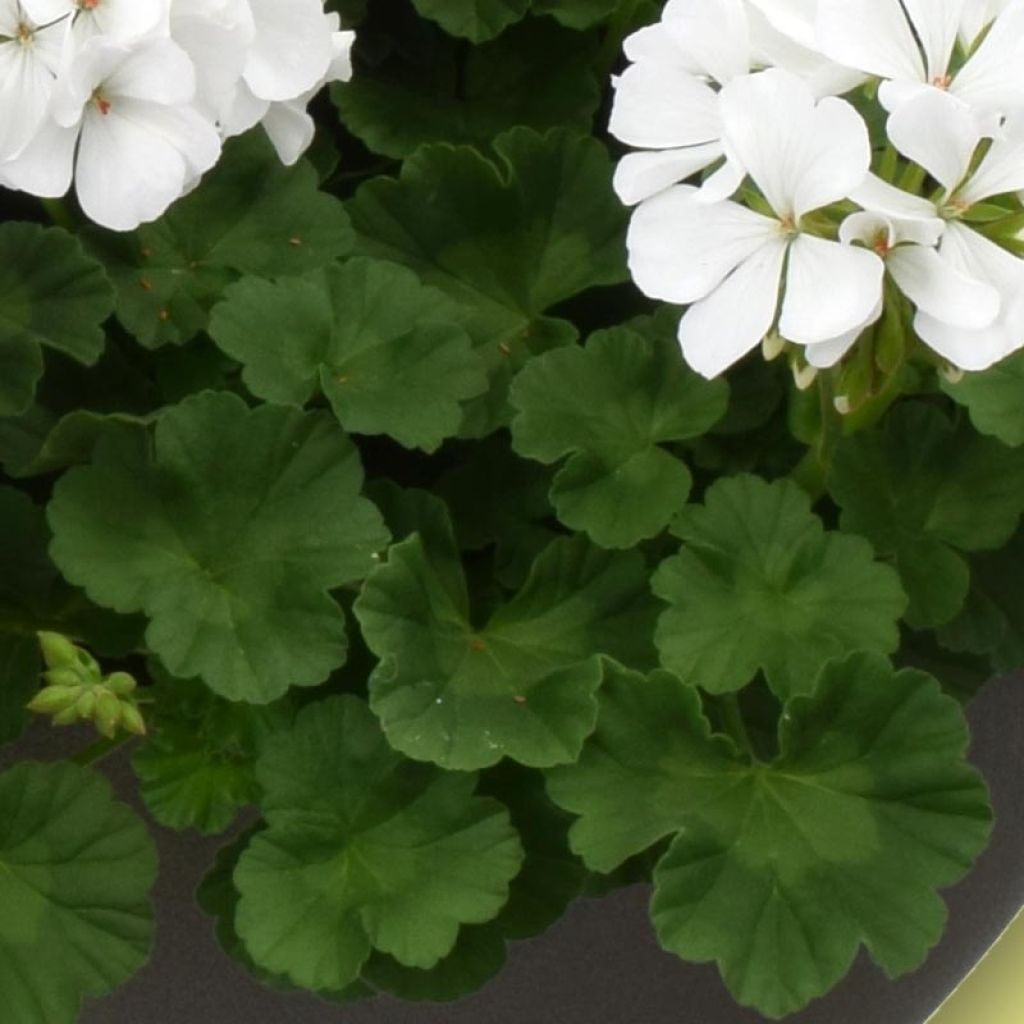 Enkelipelargoni TwoinOne White