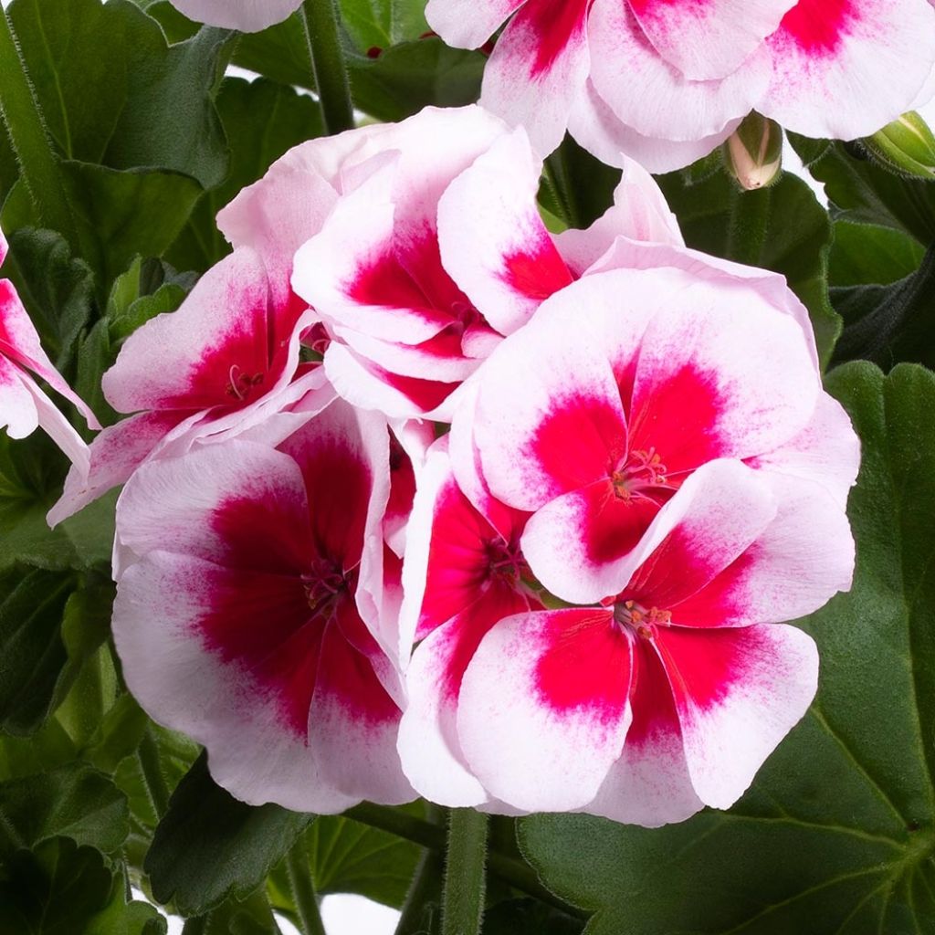 Enkelipelargoni TwoinOne White Splash