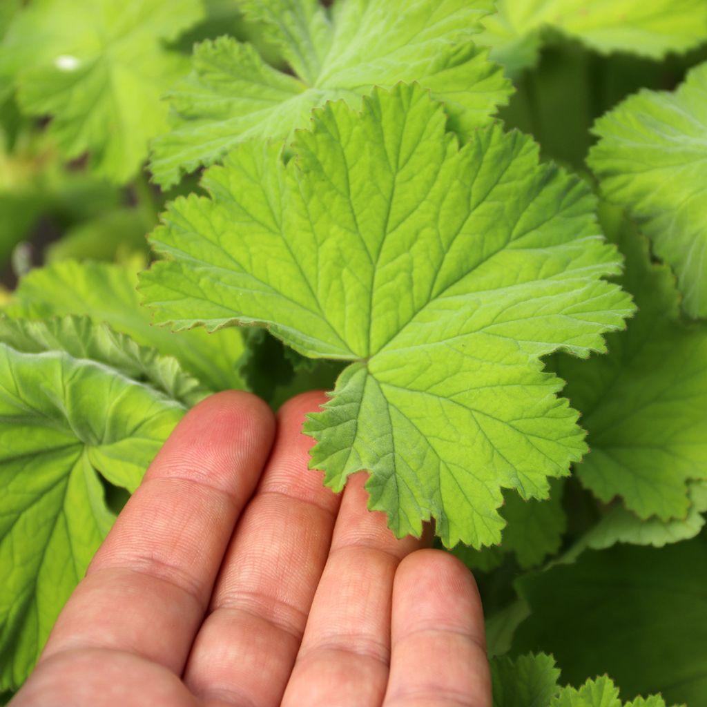 Tuoksupelargoni - Pelargonium album