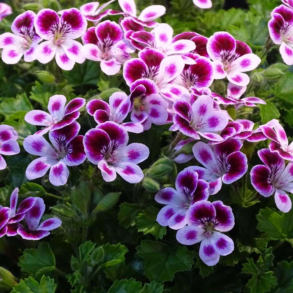 Enkelipelargoni Mosquitaway Nova