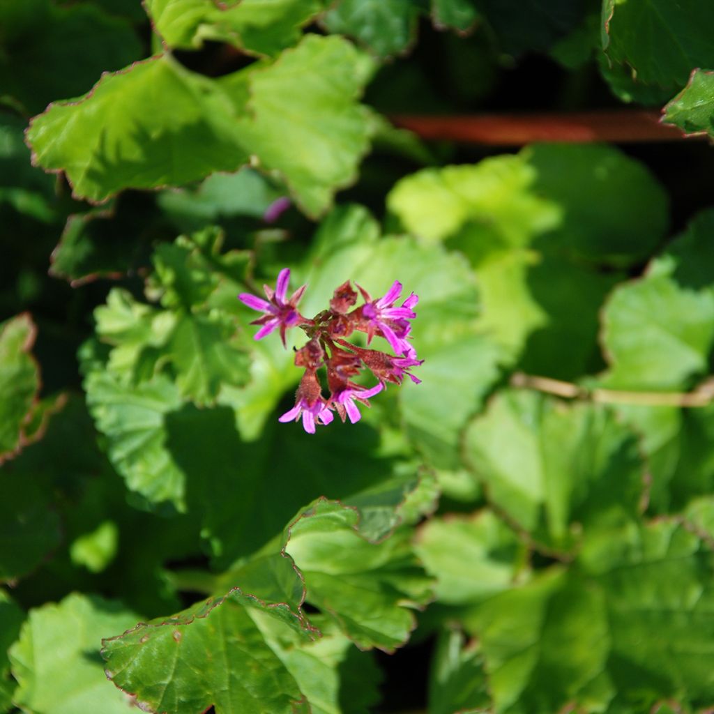 Kookospelargoni - Pelargonium grossularioides