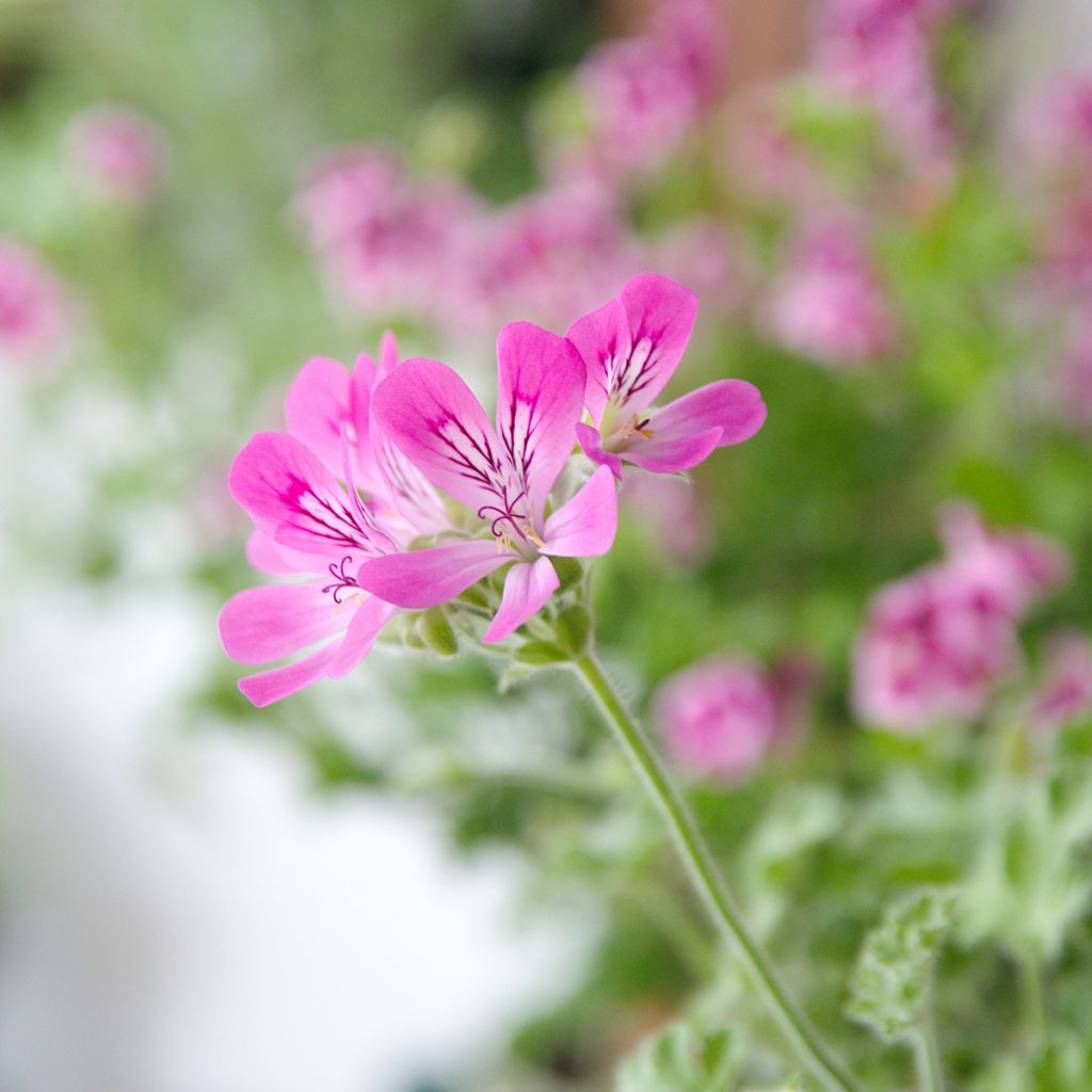 Pelargonium odorant Pink Capricorn - Géranium parfum rose coriandre