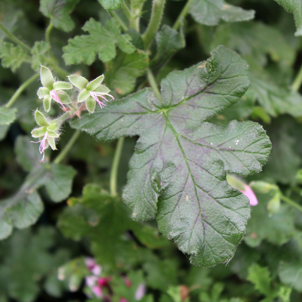Tuoksupelargoni - Pelargonium quercifolium