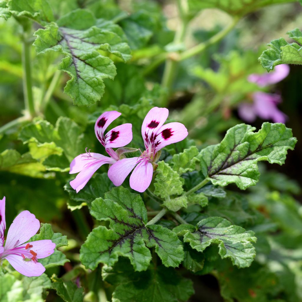 Tuoksupelargoni Royal Oak