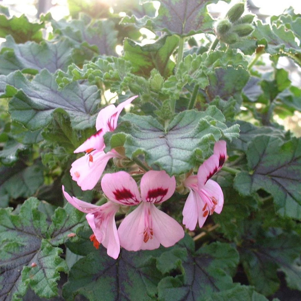 Tuoksupelargoni Royal Oak