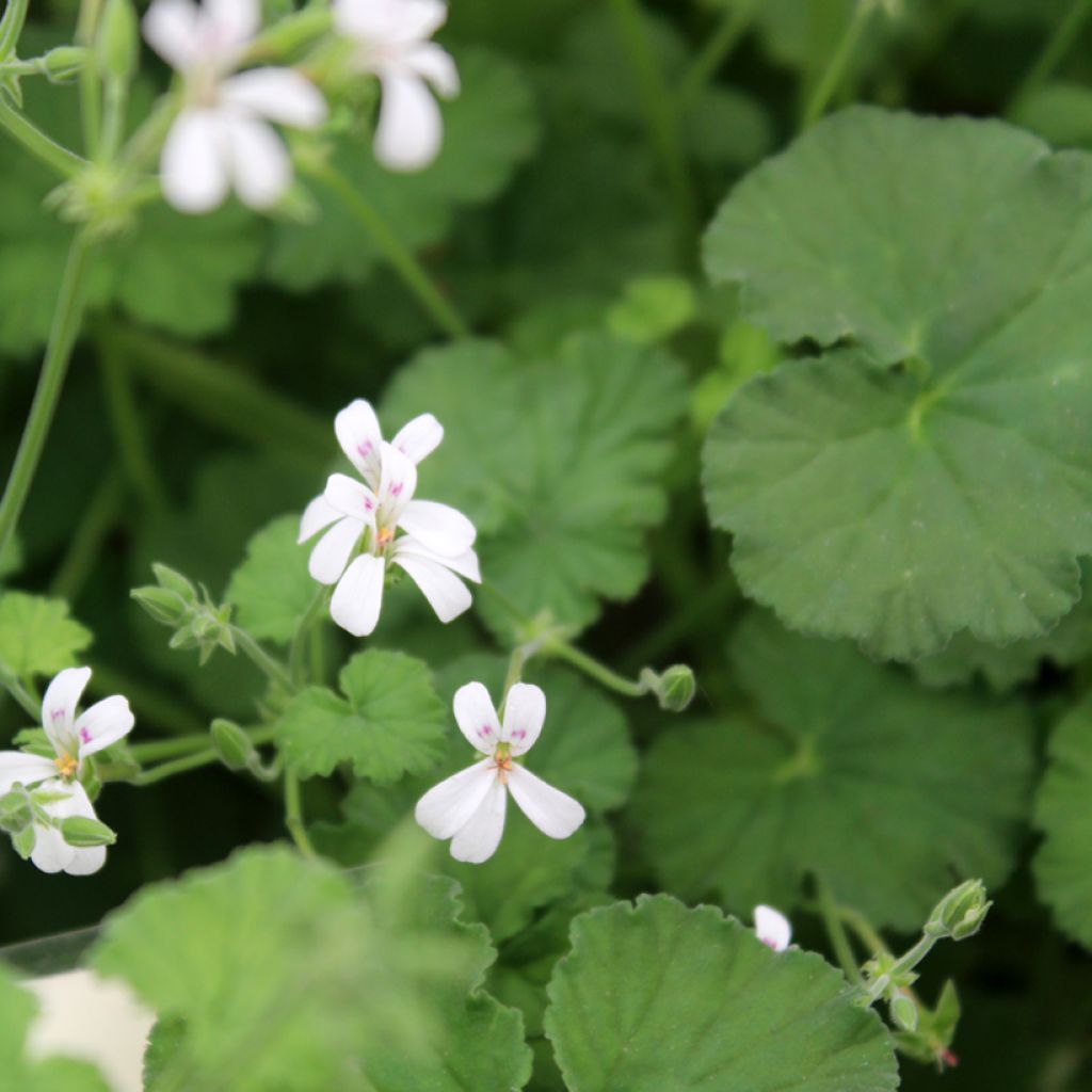 Omenapelargoni - Pelargonium odoratissimum