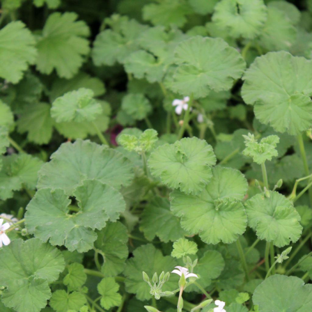 Omenapelargoni - Pelargonium odoratissimum