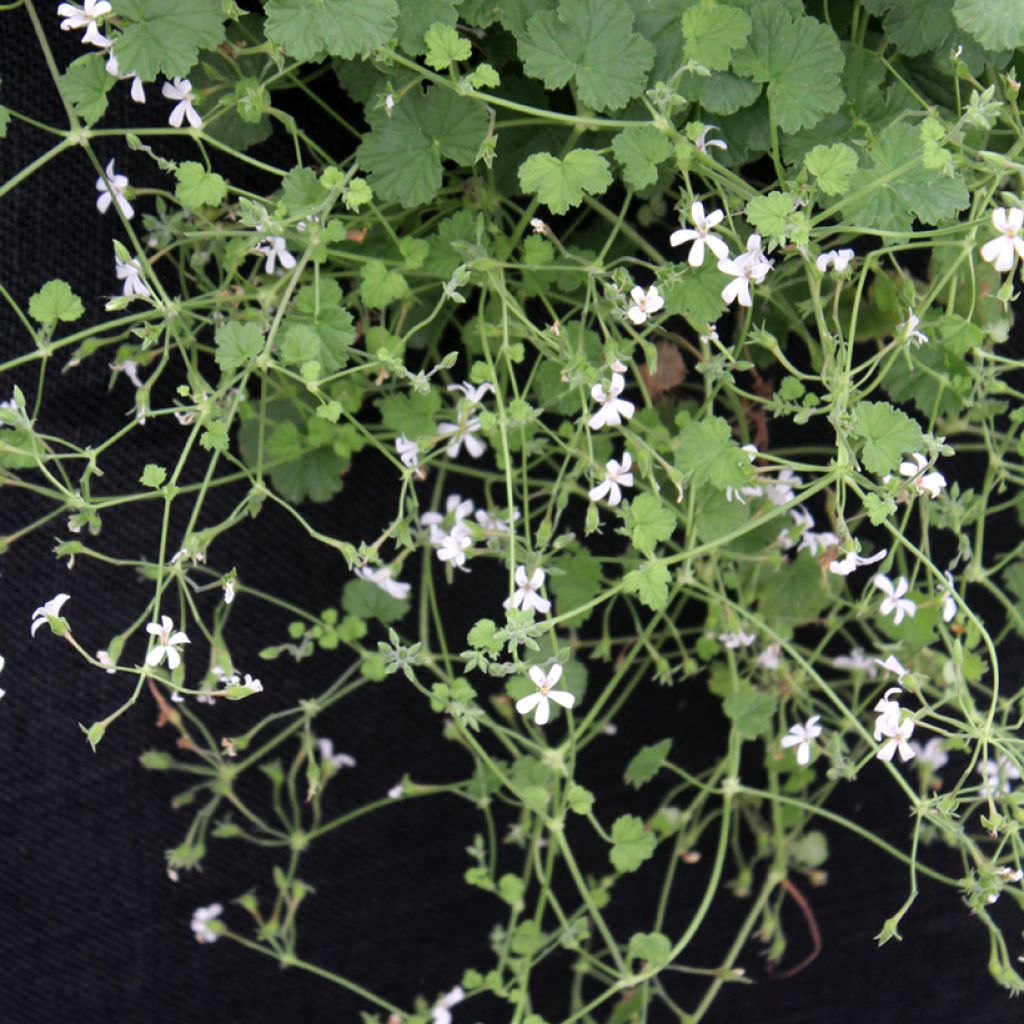 Omenapelargoni - Pelargonium odoratissimum