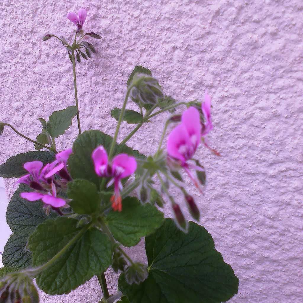 Pelargoni - Pelargonium papilionaceum