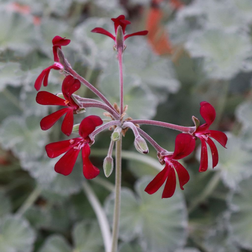 Pelargoni - Pelargonium reniforme x sidoides