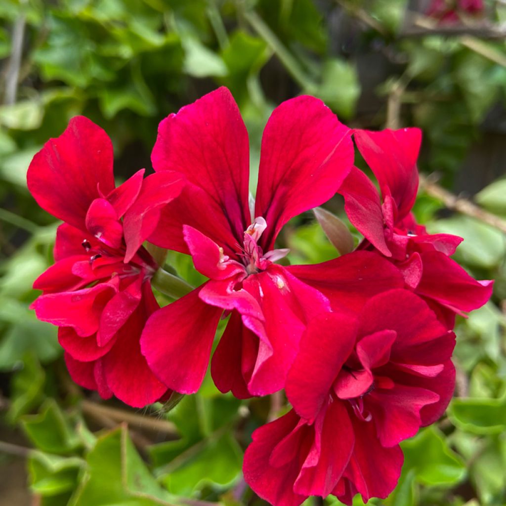 Riippapelargoni Moonflair Red