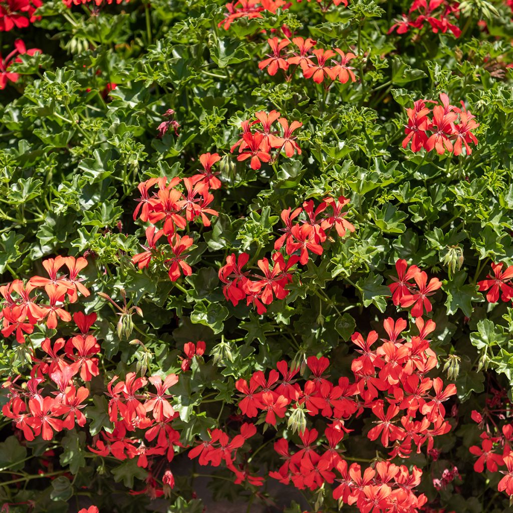 Riippapelargoni Royal Single Orange