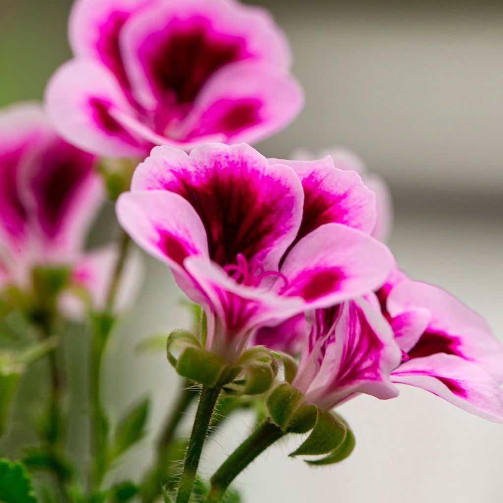Enkelipelargoni Angel Eyes Blueberry