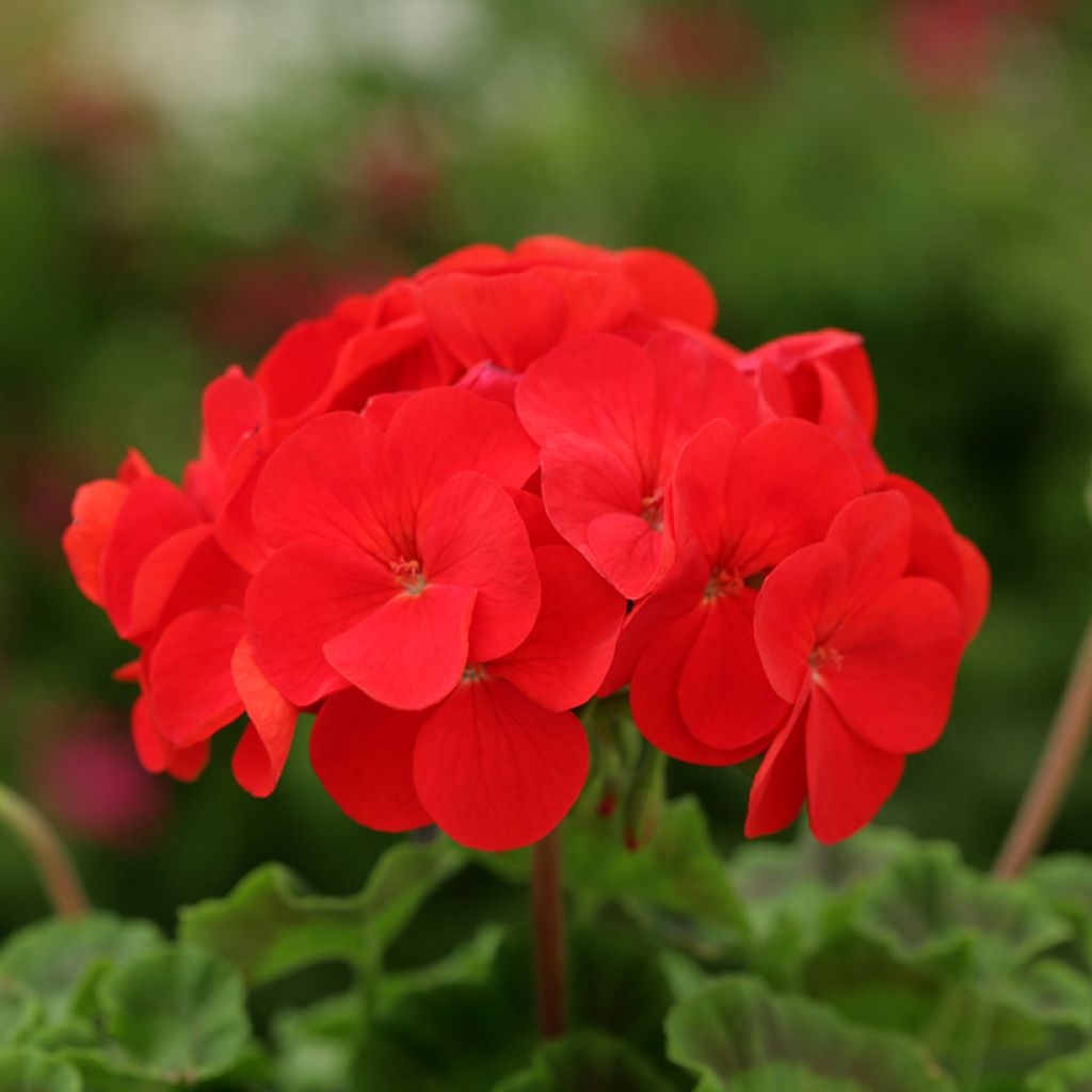 Vyöhykepelargoni F2 Scarlet